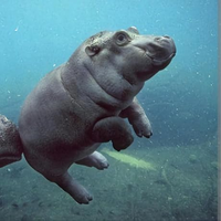 Excellent Compact Treadmill – Perfect for Daily Use!